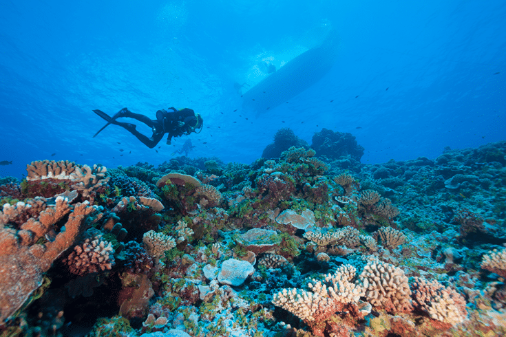 Diver in French Polynesia (c)Michele Westmoreland/iLCP