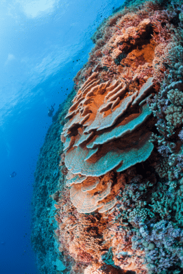 French Polynesia Reef (c)Michele Westmoreland/iLCP