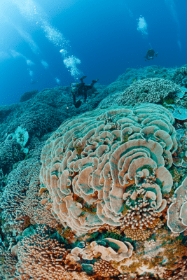 Diving in French Polynesia (c) Michele Westmorland/iLZP