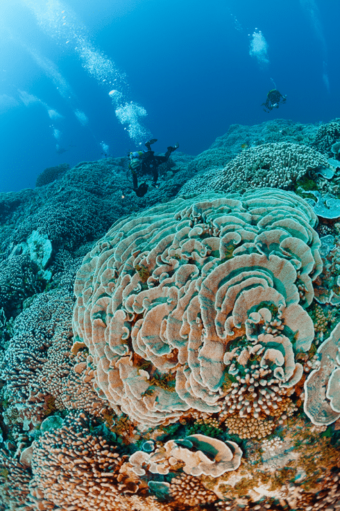Divers surveying corals in French Polynesia (c)Michele Westmoreland/iLCP