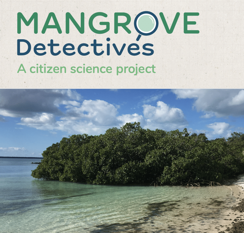 Mangrove Detectives Logo