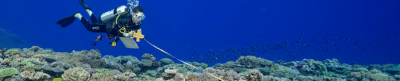 Tonga coral reef transect