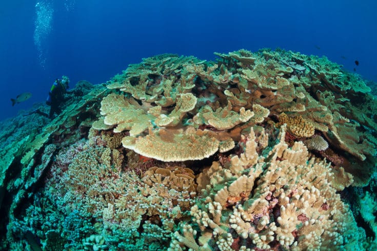 Pocillipora coral and Acropora are dominant in this reef in Gambier. ©Michele Westmorland/iLCP