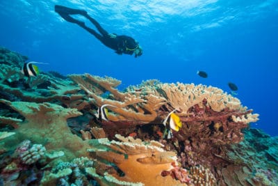 KSLOF scientists discover very high coral cover in French Polynesia