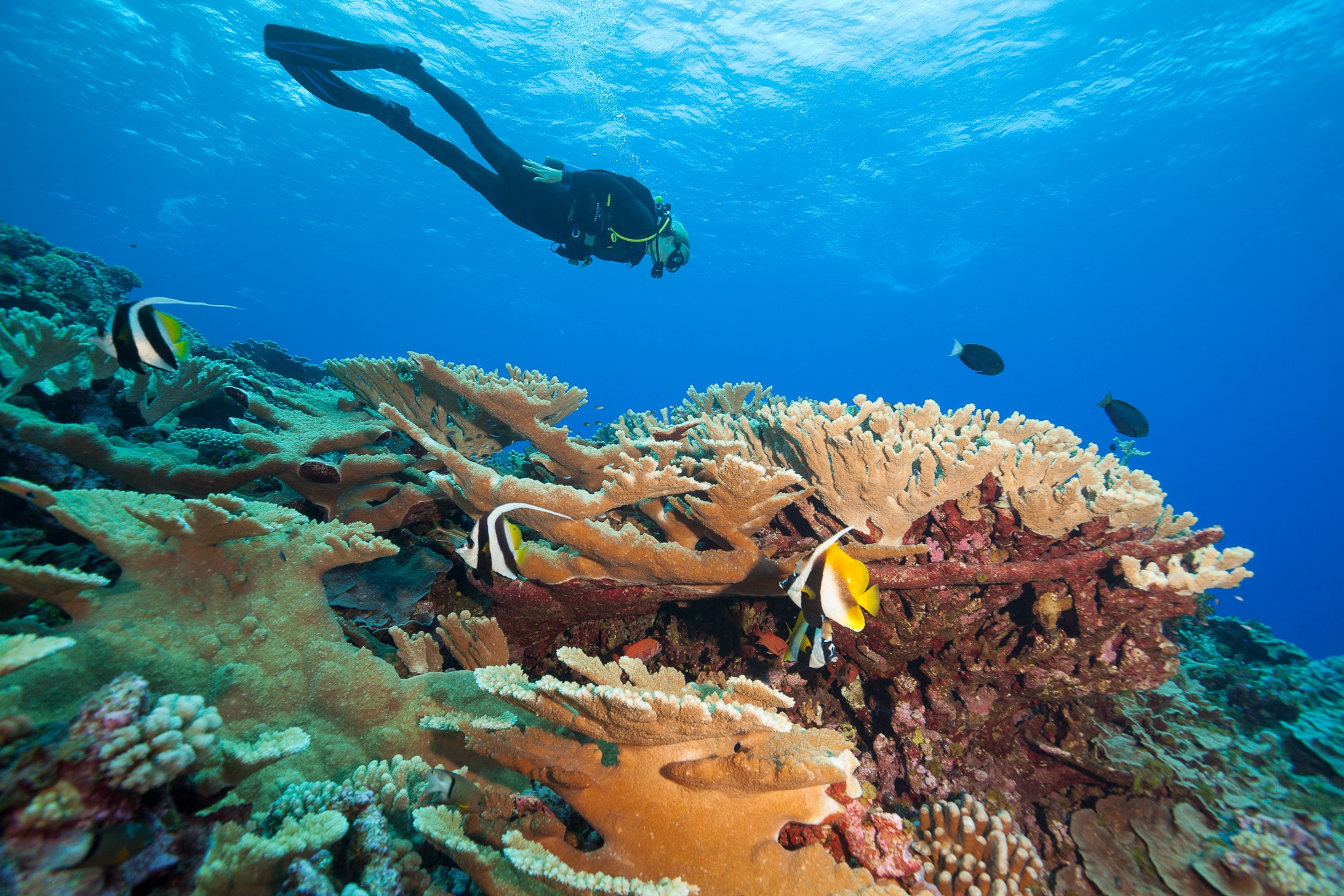Global Reef Expedition: Research in Pacific & Indian OceansLiving Oceans Foundation