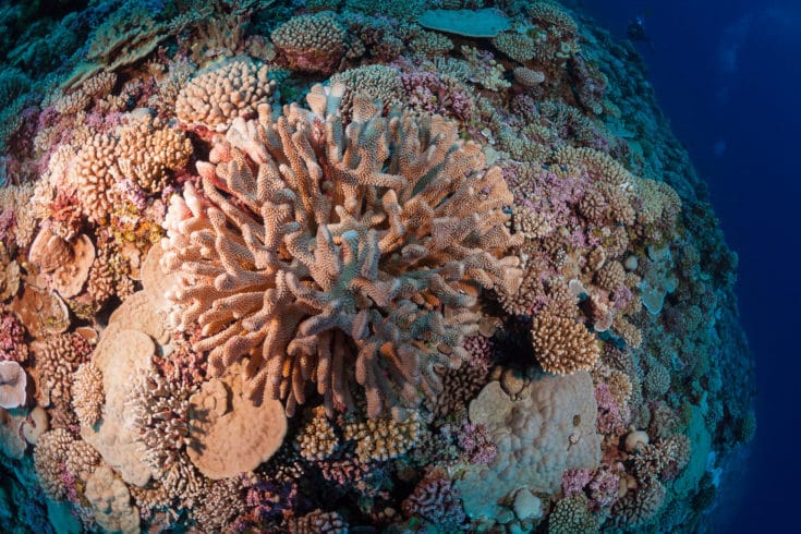 Research divers investigating a healthy reef system in the Gambier Archipelago of French Polynesia. ©Michele Westmorland/iLCP