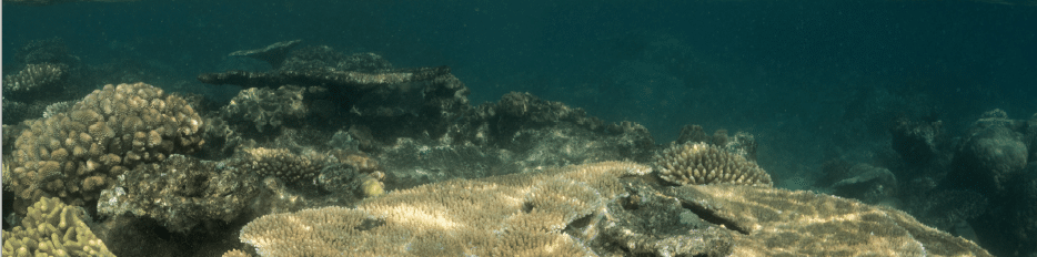 Global Reef Expedition: Kingdom of Tonga Final Report