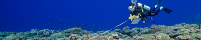 Tonga reef fish survey