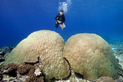 Science team member posing over Porites coral heads in Tonga