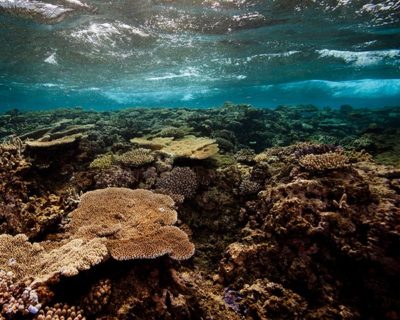 A moderate reef on the reef health grading scale