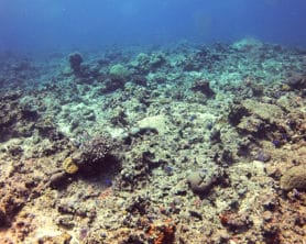 A poor reef on the reef health grading scale