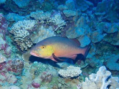 Red Snapper, Lutjanus bohar