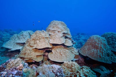 Coral reef in the Cook Islands