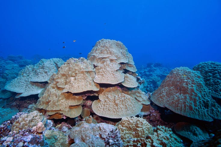 Coral reef in the Cook Islands