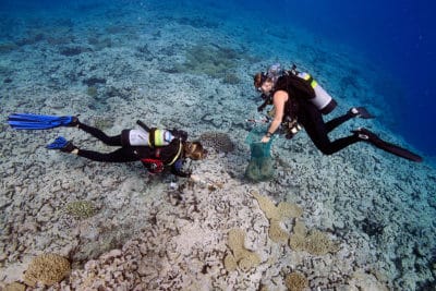 Scientists on the expedition collect crown of thonrs starfish to limit the damage of the COTS outbreak