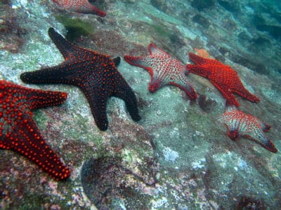 Panamic Sea Star