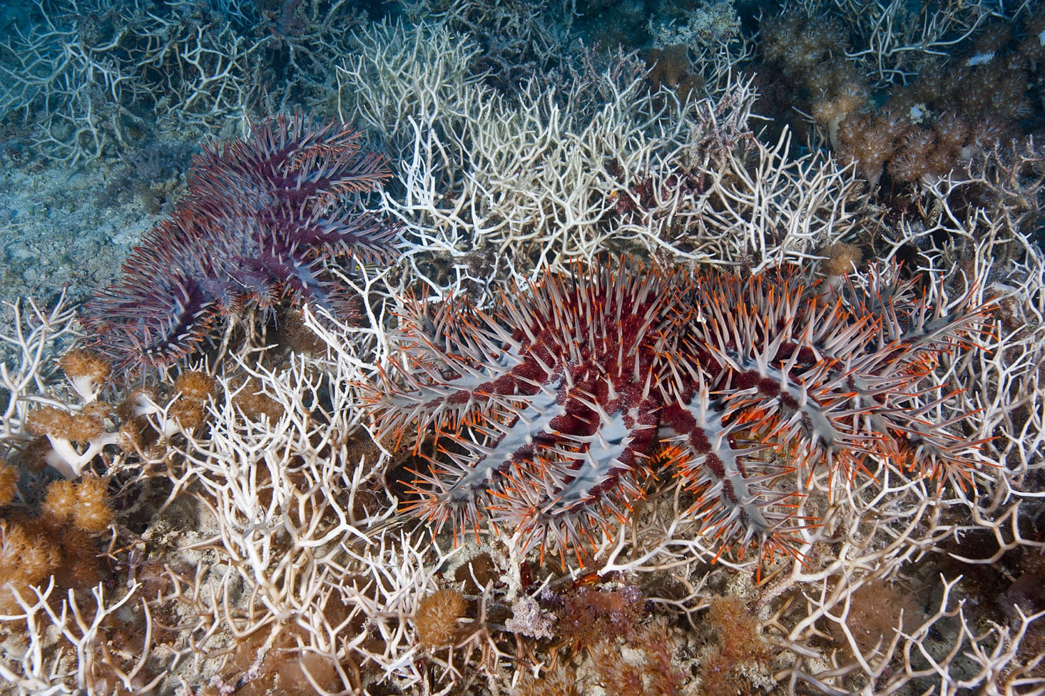 Crown of Thorns Starfish