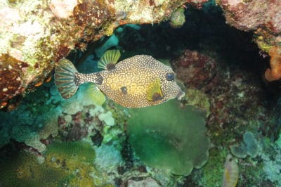 Smooth Trunkfish