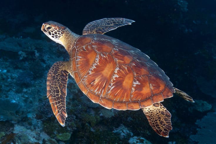 Sea turtle