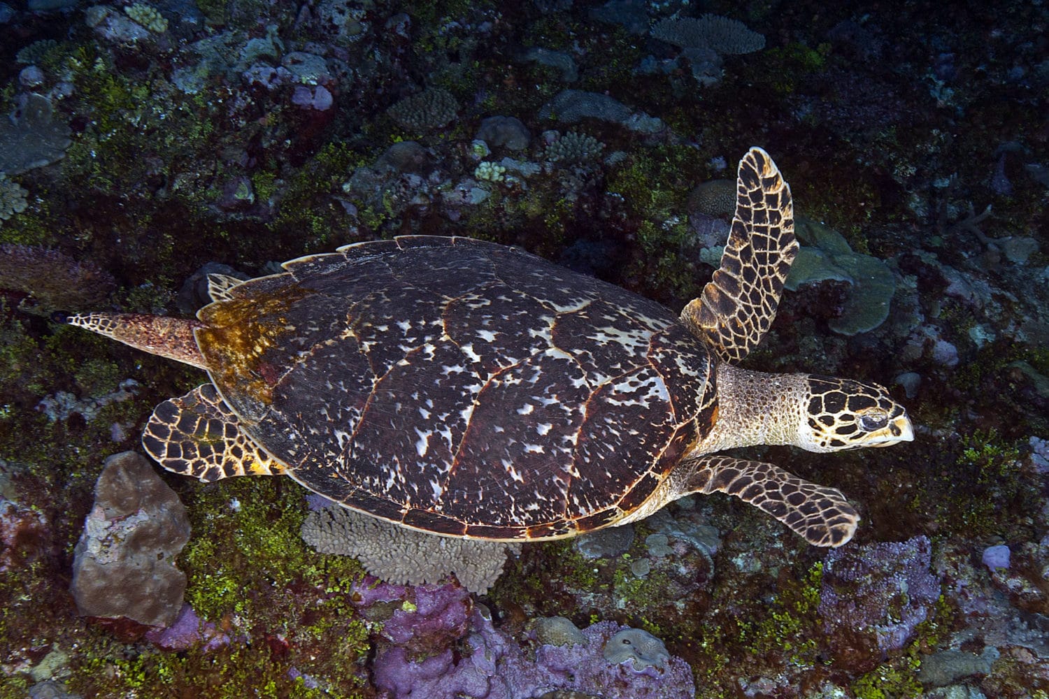 Hawksbill sea turtle