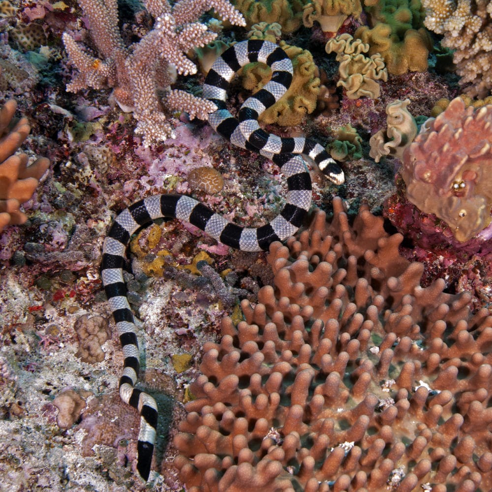 Banded Sea Snake