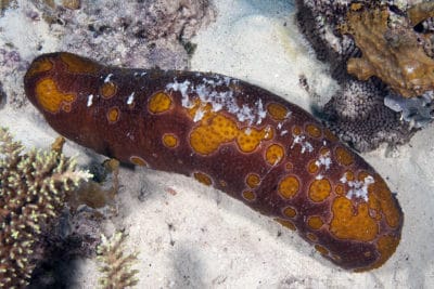 Leopard Sea Cucumber