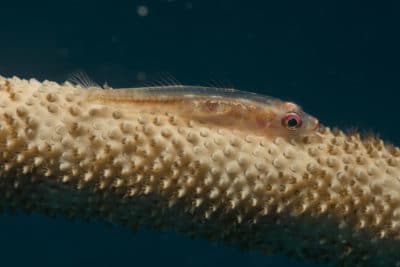 Goby and coral