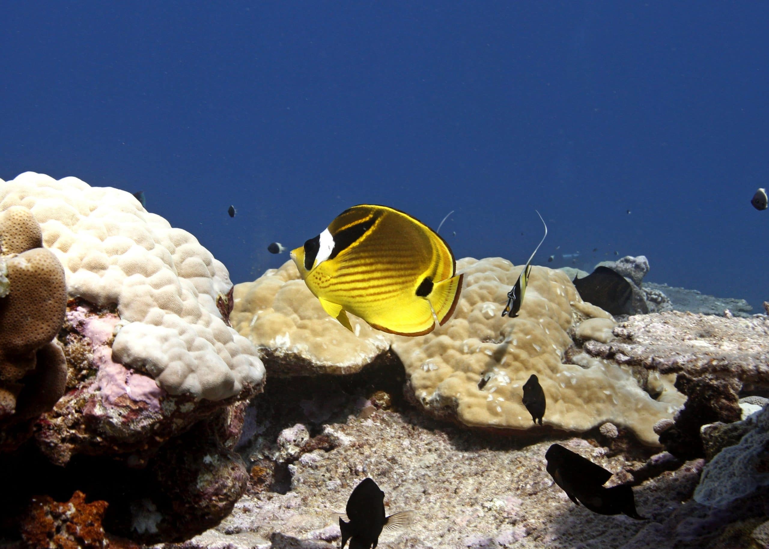 Racoon Butterflyfish