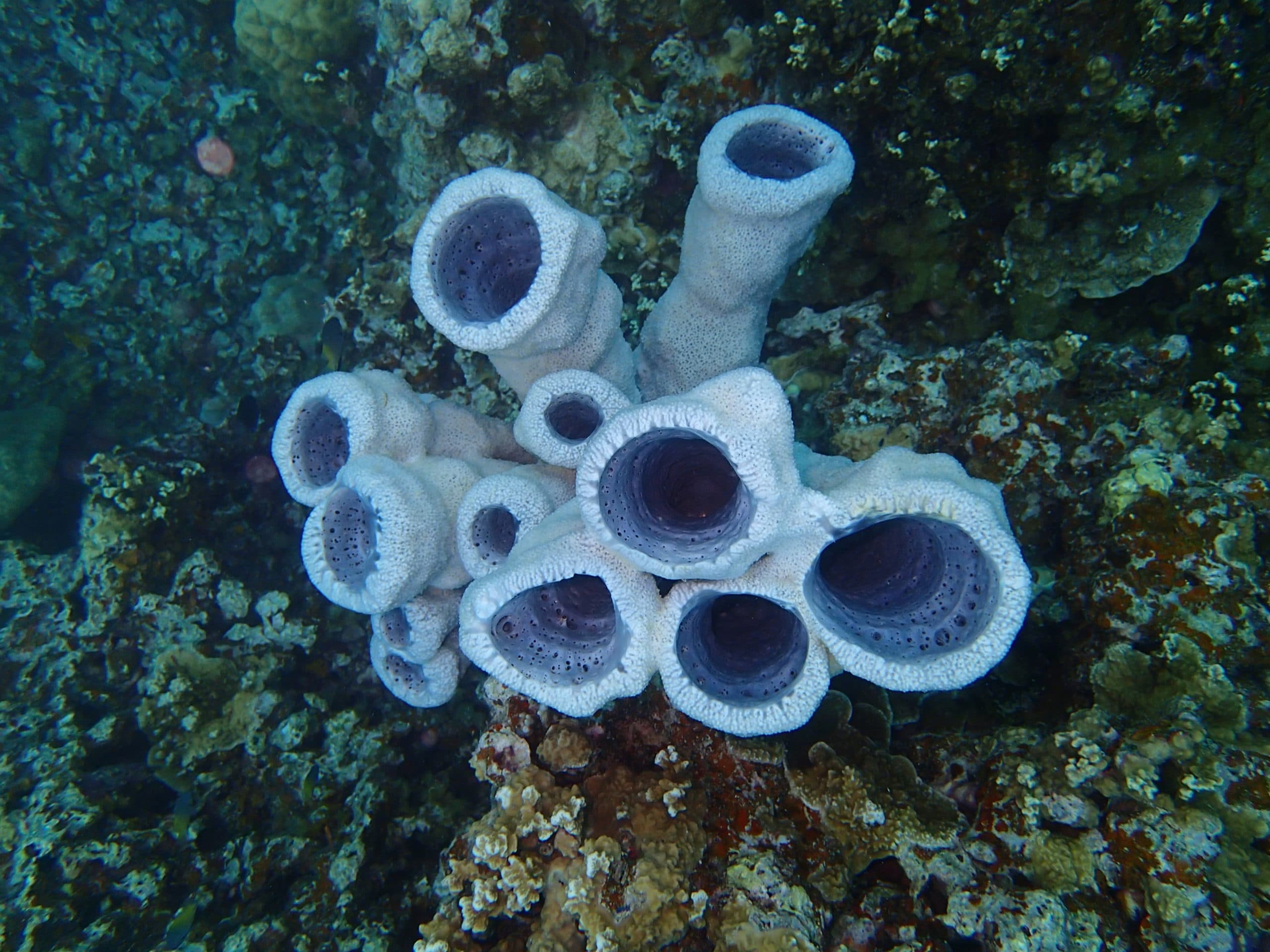 Tube sponge