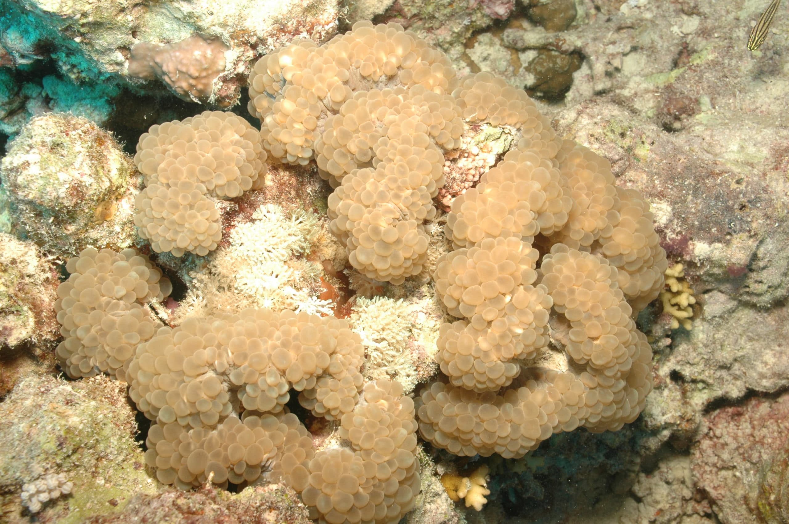 Bubble Coral