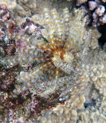 crinoid