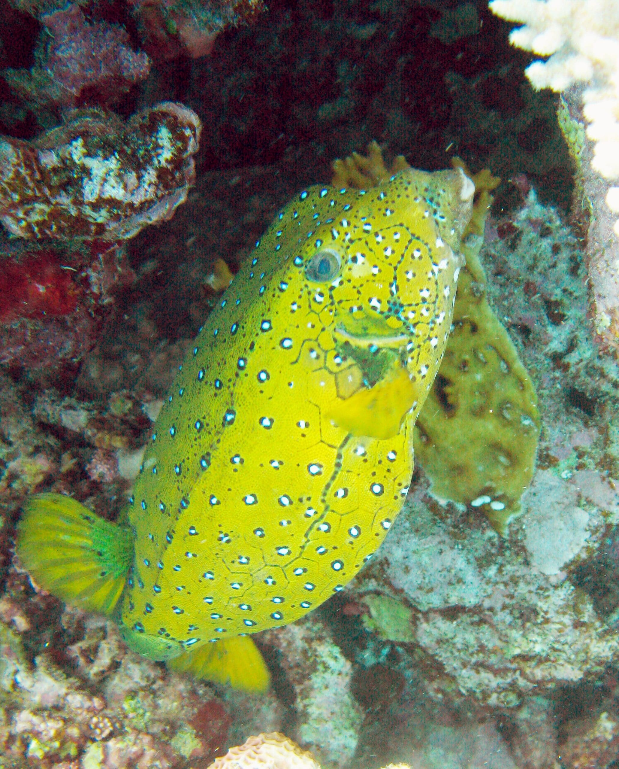 balloonfish