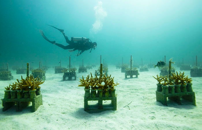 coral nursery
