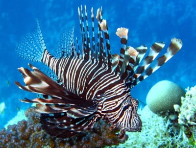 Lionfish