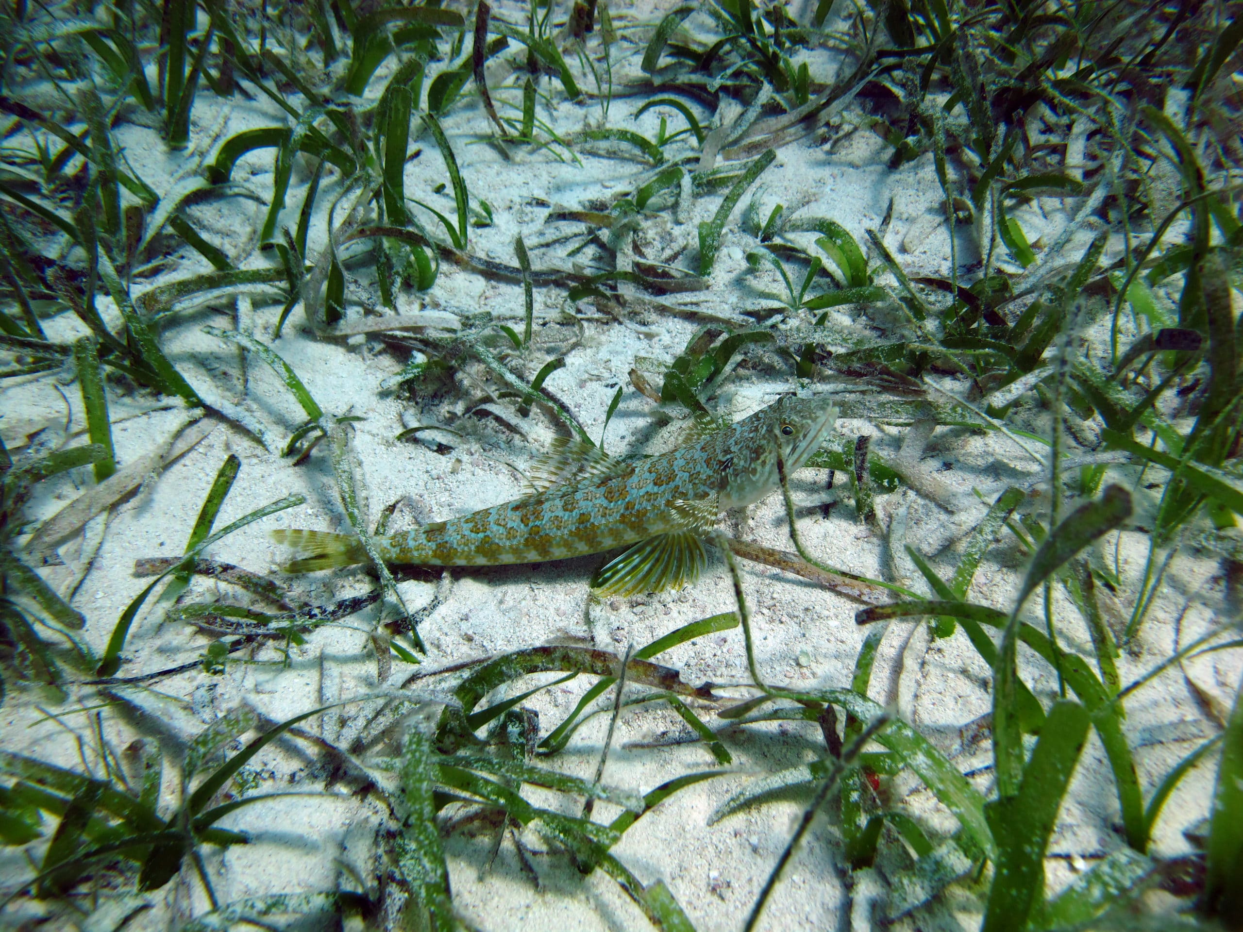 Lizardfish
