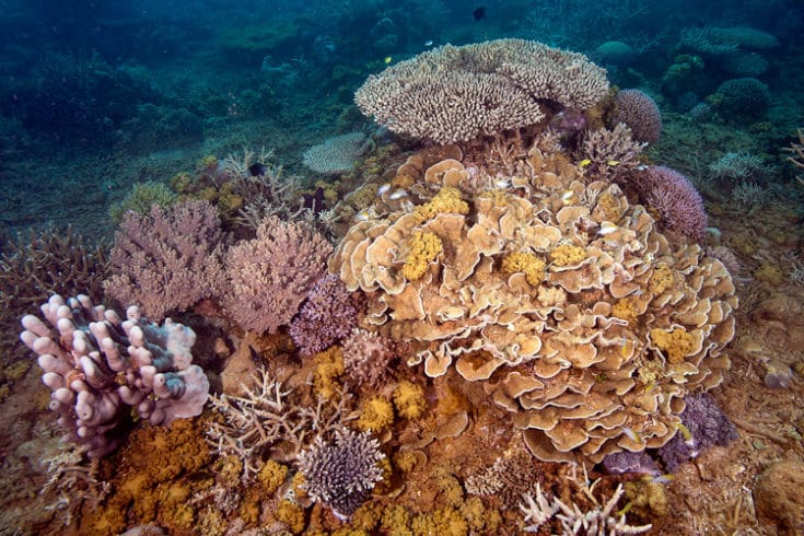 The Red Reefs of Prony Bay - Living Oceans FoundationLiving Oceans ...