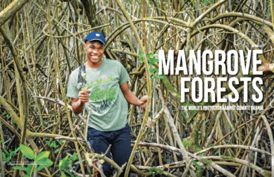 Mangrove Forests Cover