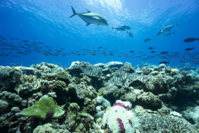 Bleaching reef in BIOT