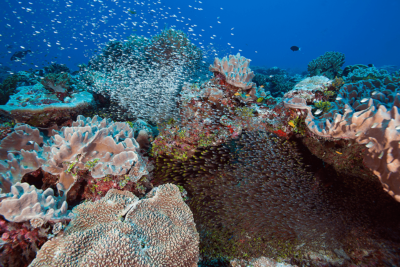 BIOT Coral Reef