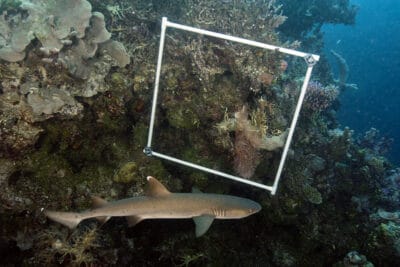 A shark on the Global Reef Expedition swims by a survey being conducted on the Global Reef Expedition