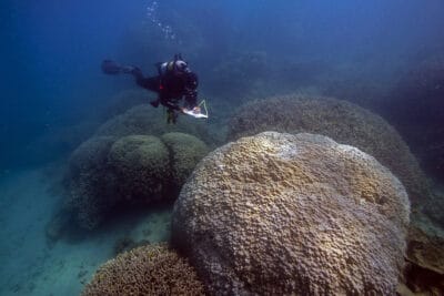 Large mounds of Porites lobata and round thickets of Porites cylindrica in the shallows. Photo by Ken Marks.
