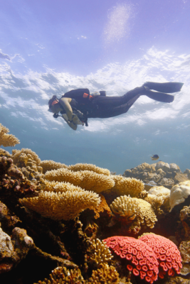 Renee Carlton dives on a bleaching reef in the Chagos Archipelago
