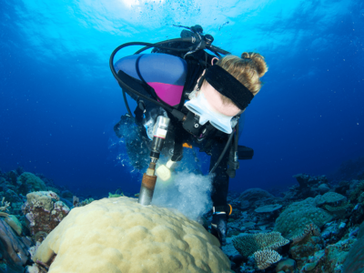 Renee Carlton takes a coral sample from a reef in the Solomon Islands.
