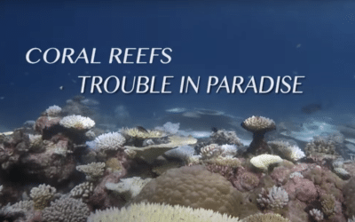 Coral Reefs Trouble in Paradise Documentary Film