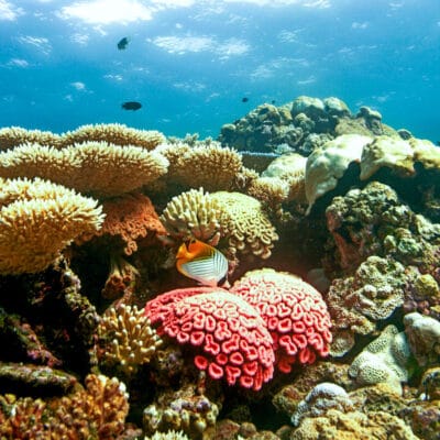 Coral Bleaching in Chagos