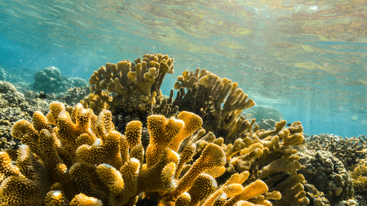 Coral reefs. Photo credit: NASA/Ames Research Center/Ved Chirayath