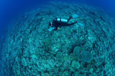 (c)Jurgen Freund/iLCP. Scientist surveys the reef on the GRE to assess the coral reef crisis.