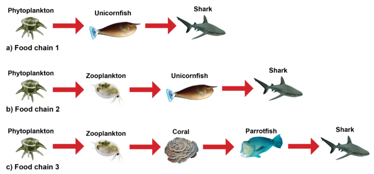 pacific ocean animals food chain