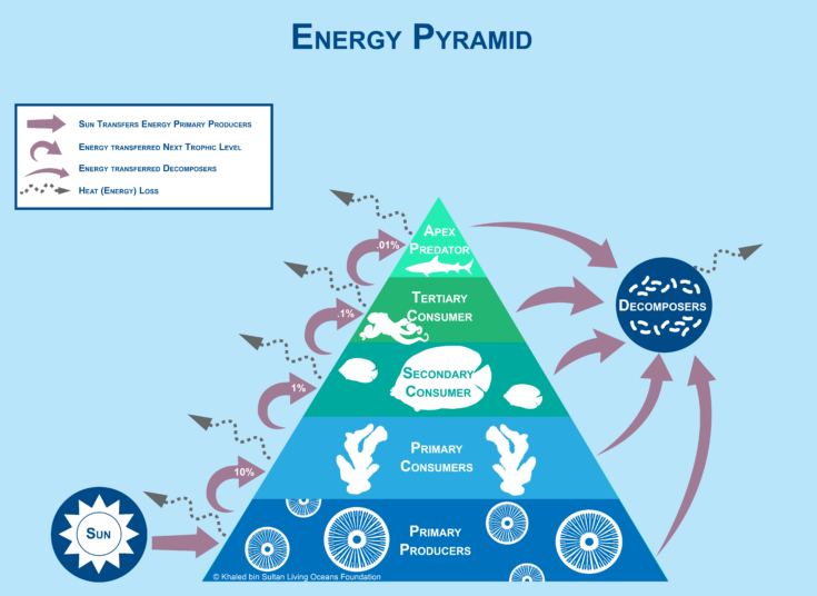 ocean food chain pyramid