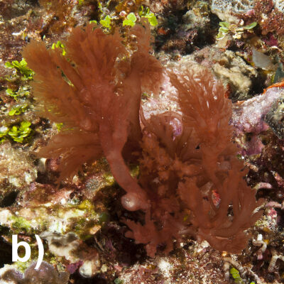 Figure 16-4b